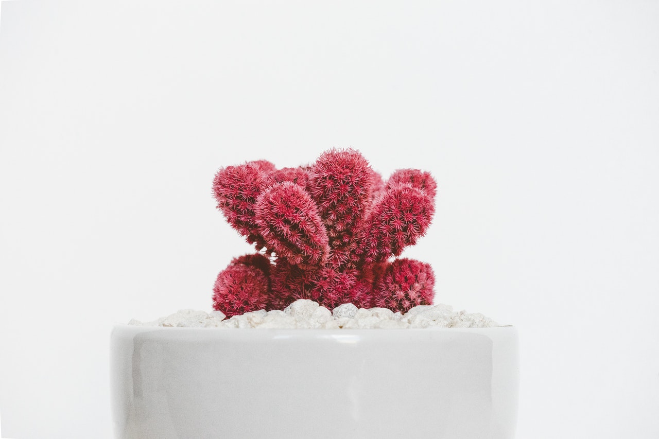 cactus-rose