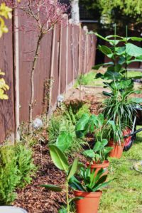 quelles plantes pour mon jardin