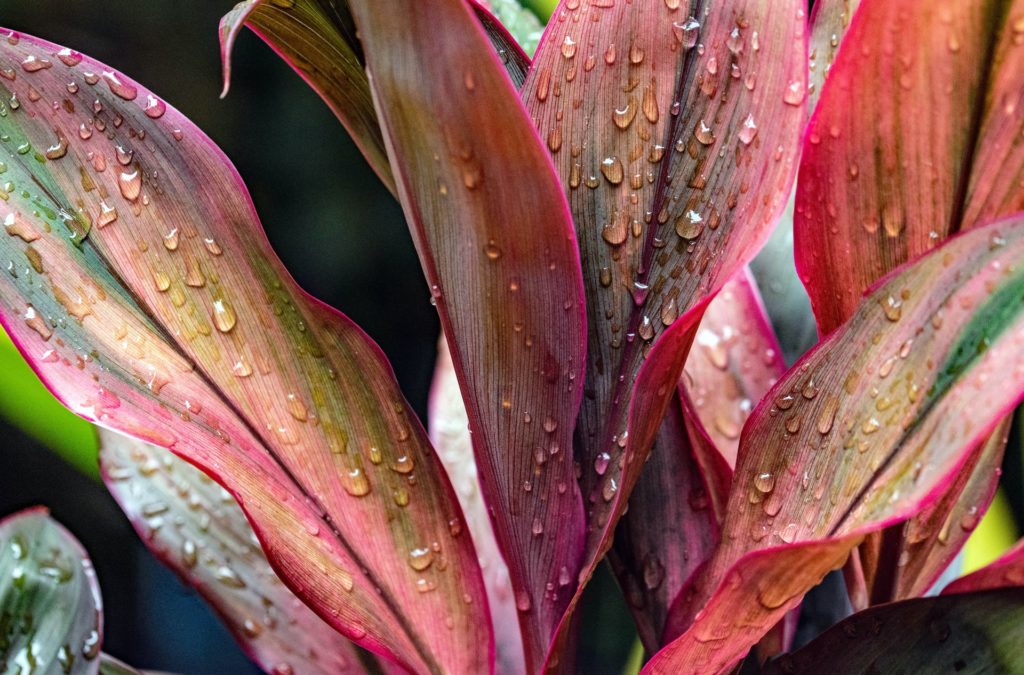 comment créer un jardin exotique sous nos climats