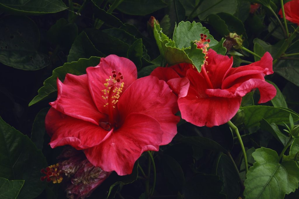 comment créer un jardin exotique sous nos climats