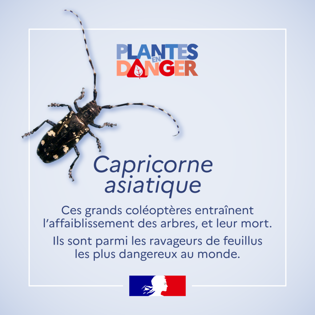 Plantes en danger : Le capricorne asiatique