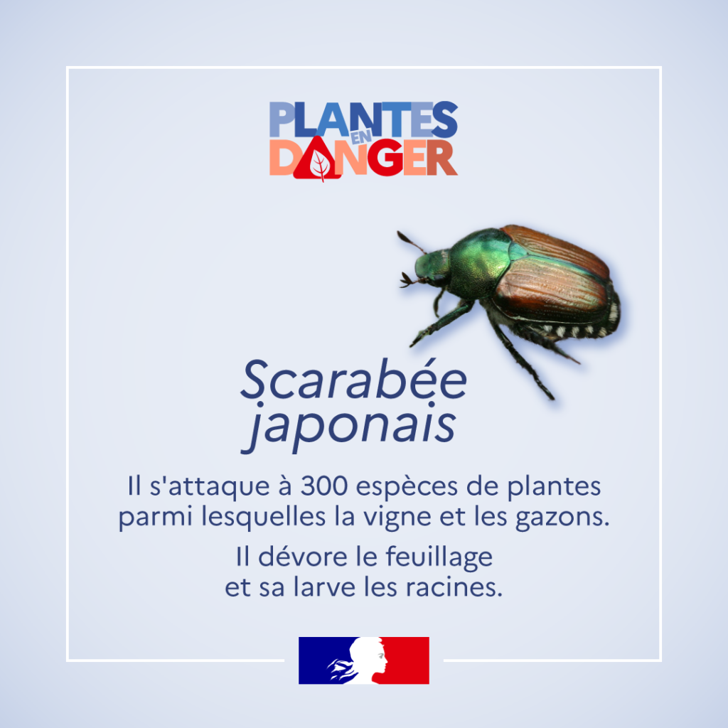 Plantes en danger : Le scarabée japonais
