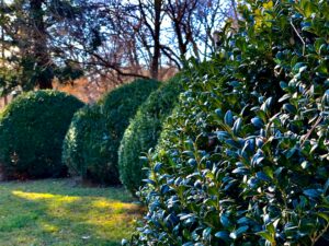 Que faire au jardin en automne