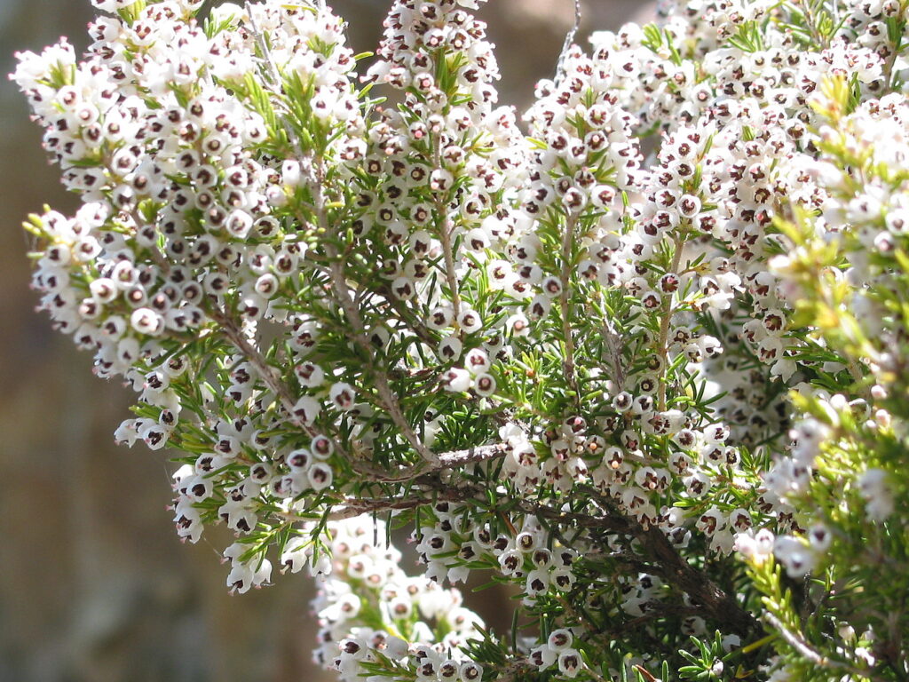 les bruyères jardin Erica arborea