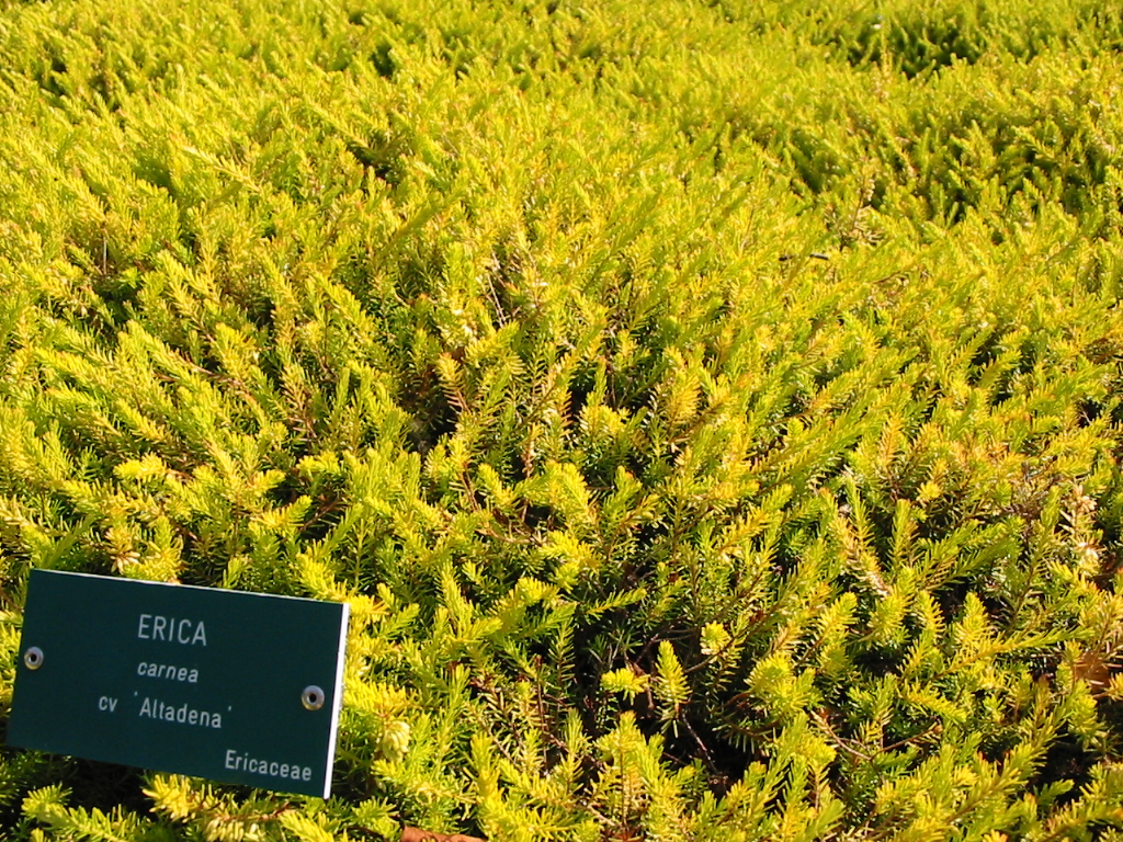 les bruyères jardin Erica carnea Altadena