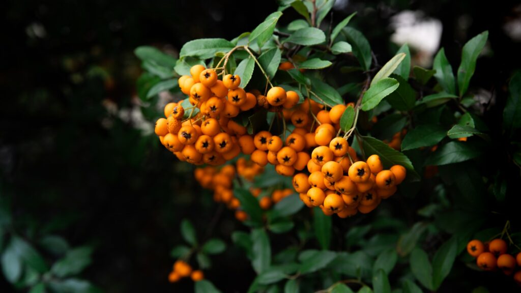 Les plantes à fleur Pyracantha