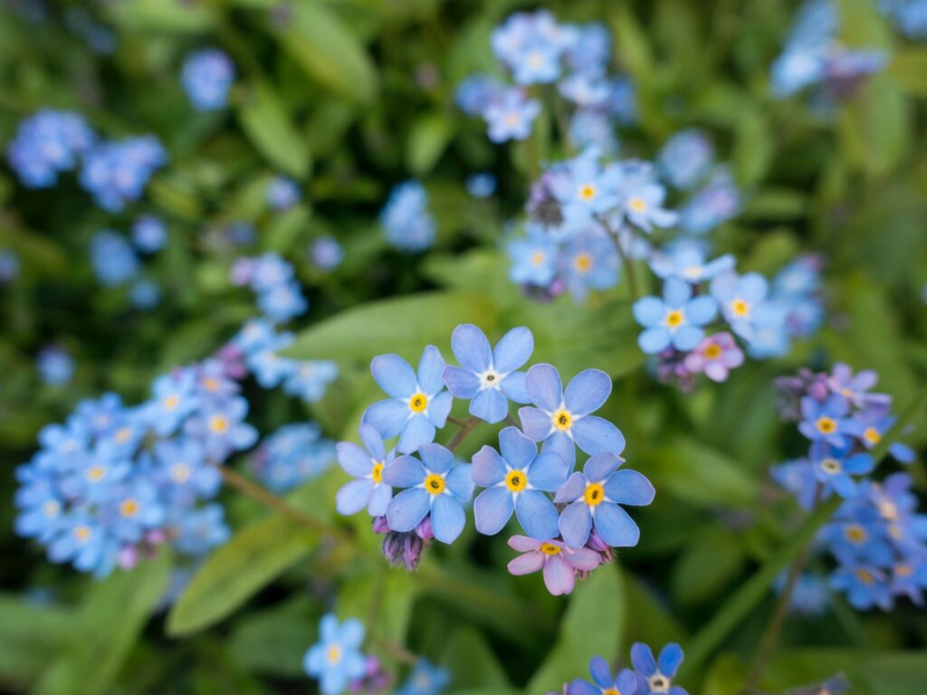 Les plantes à fleur myosotis