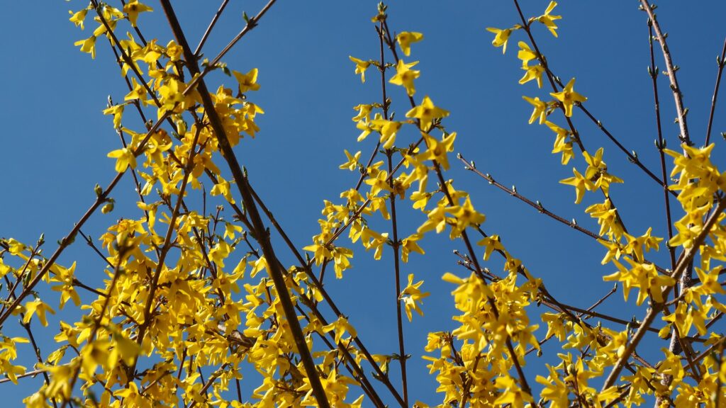 Les plantes à fleur Forsythia