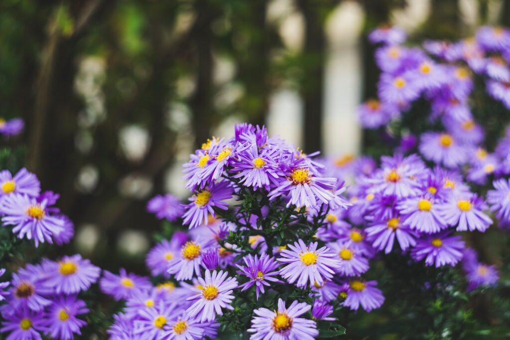 Les plantes à fleur Aster