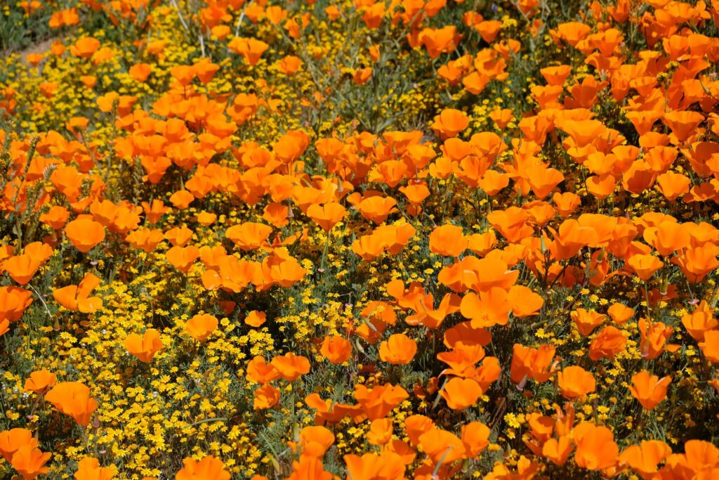 Les plantes à fleur pavot de californie