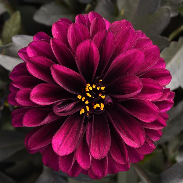 Couleur Pantone 2023 - Dahlia