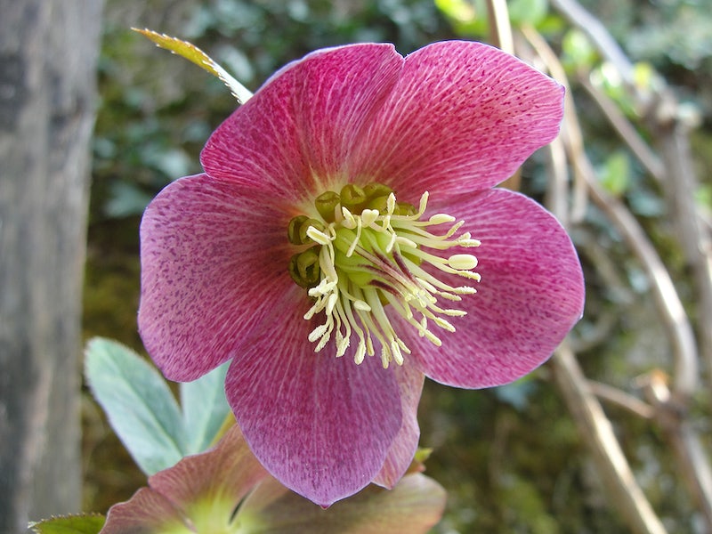 Hellebore couleur Pantone 2023