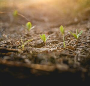 Quelle gestion de l'eau au jardin ?