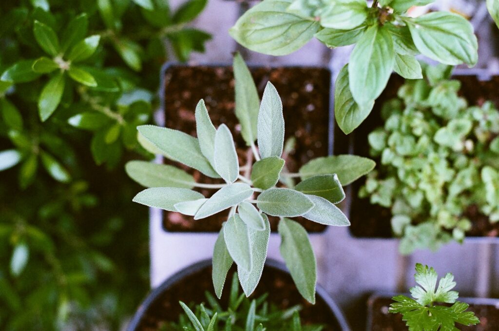 Comment aménager son jardin - installation des plantes en pot