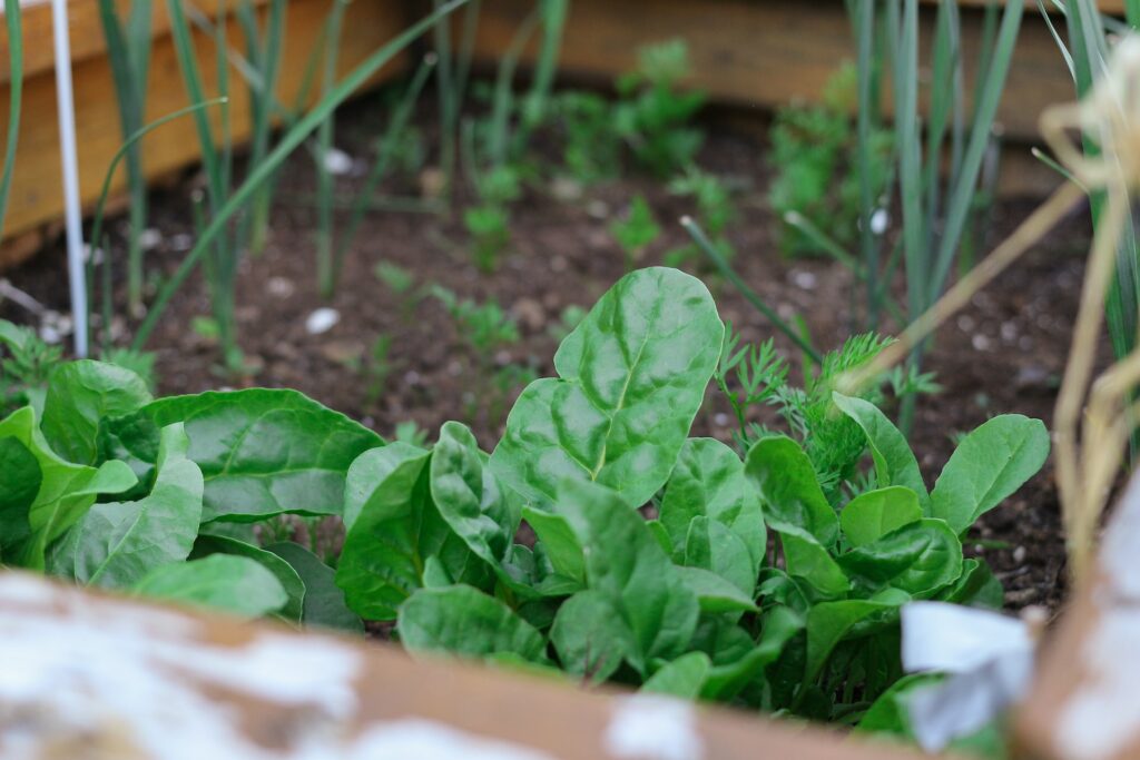 Comment aménager son jardin - installation des plantes potager