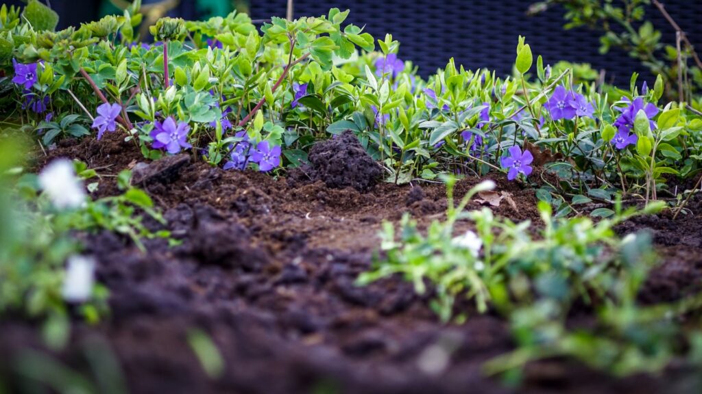 Comment aménager son jardin - installation des plantes bordure