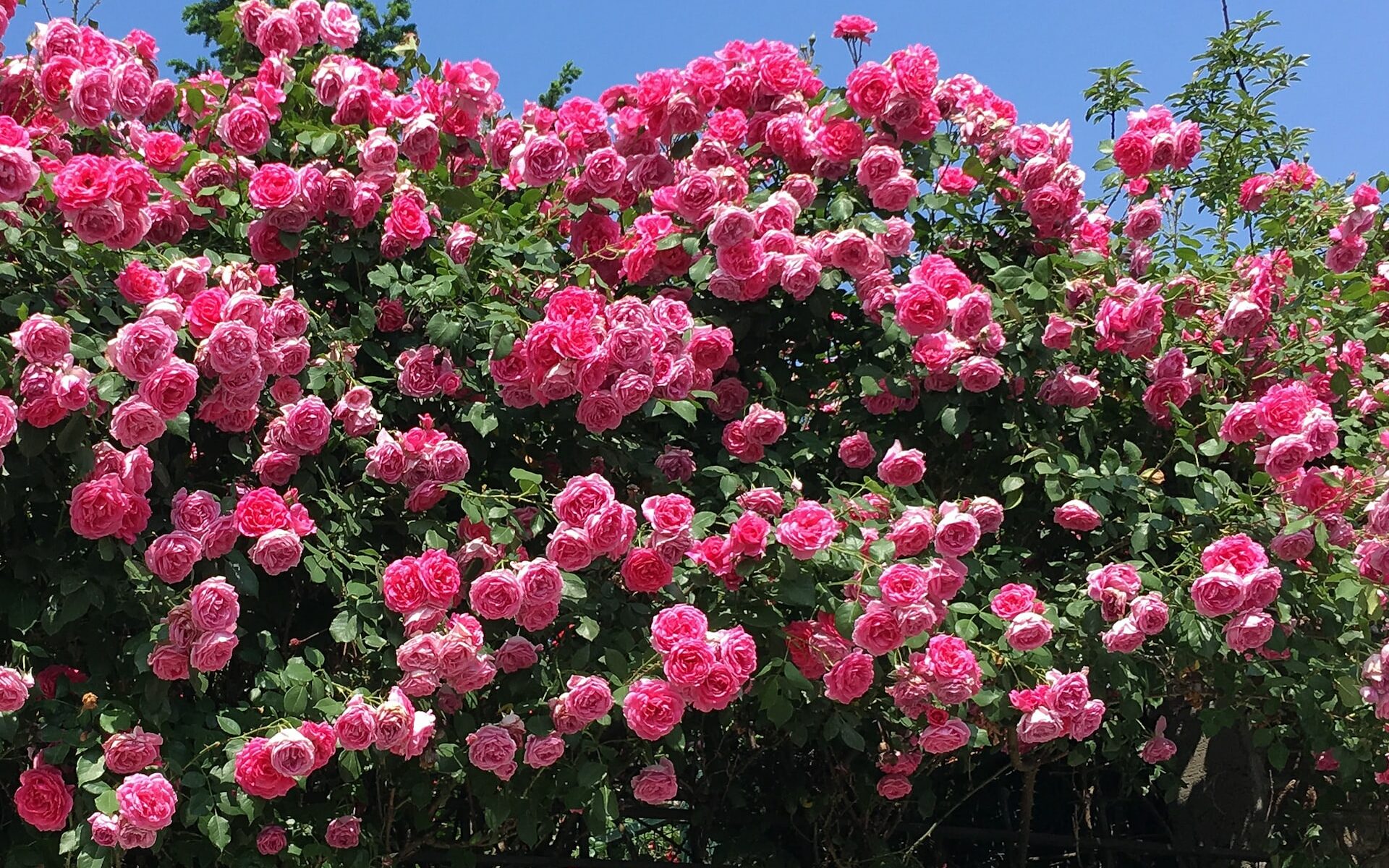 jardin romantique roses