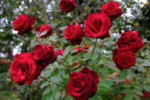 jardin romantique roses rouges