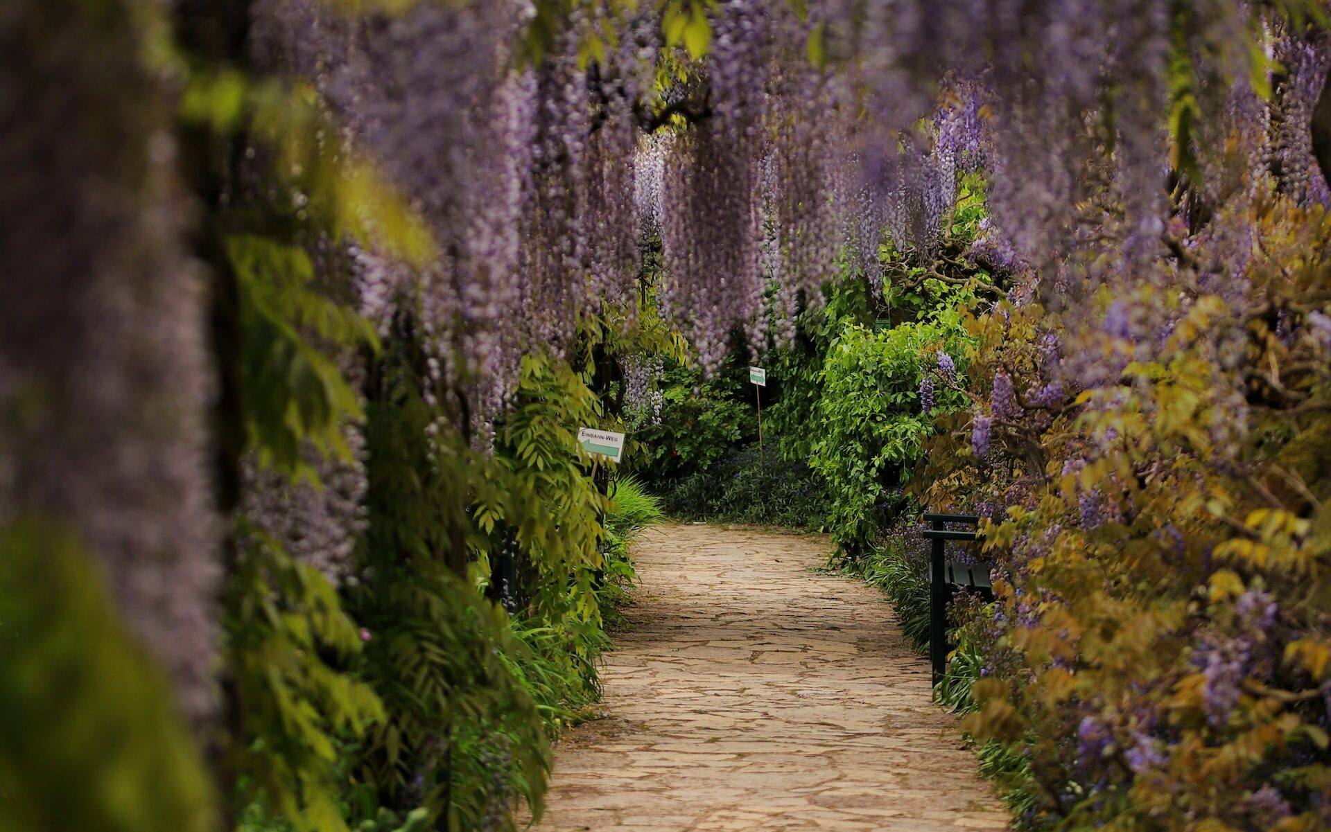 jardin romantique chemin allée