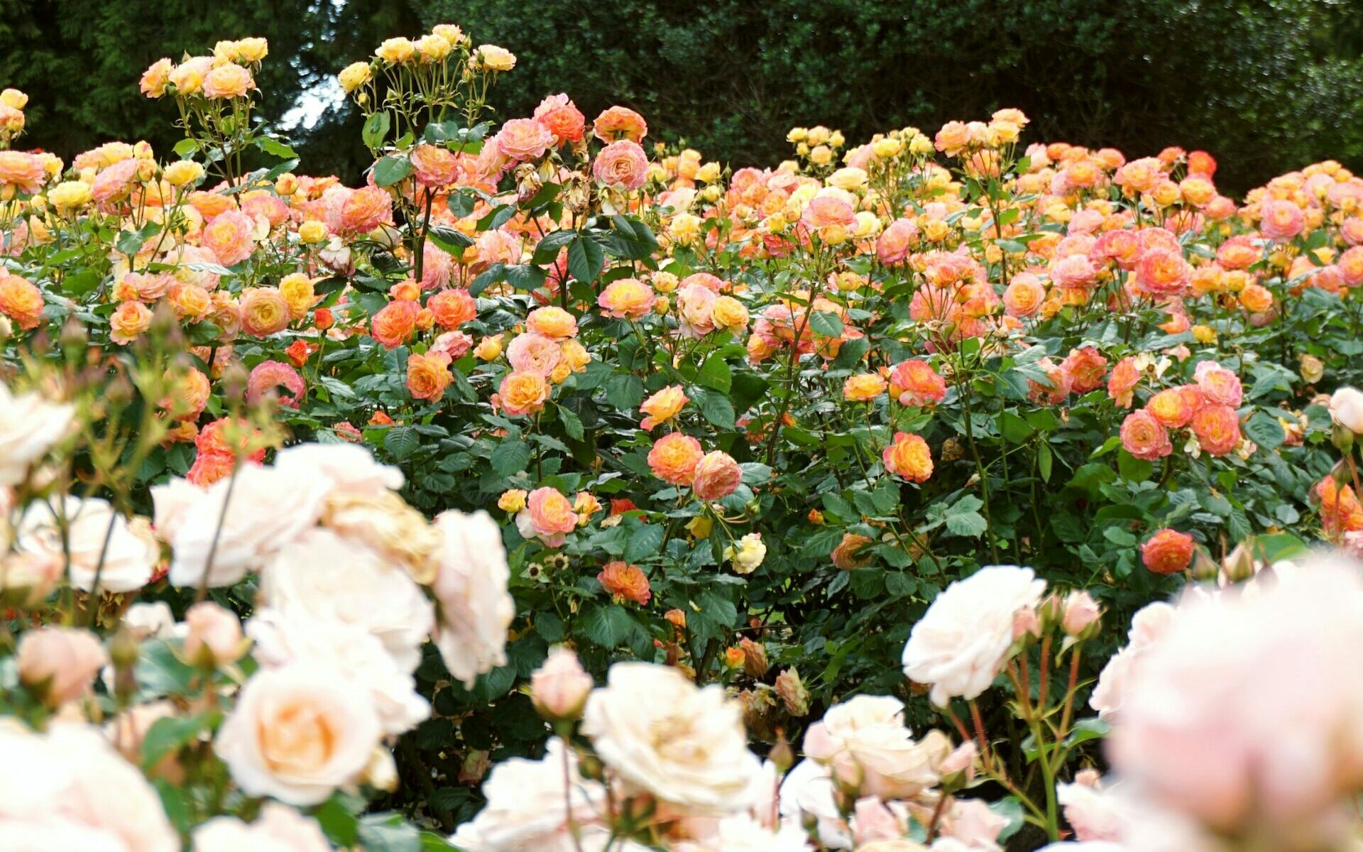 jardin romantique roses blanches massif