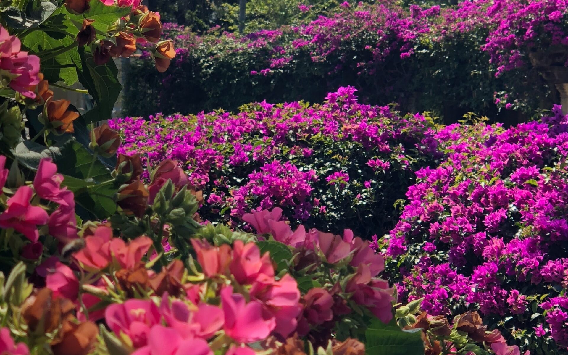 jardin romantique massif