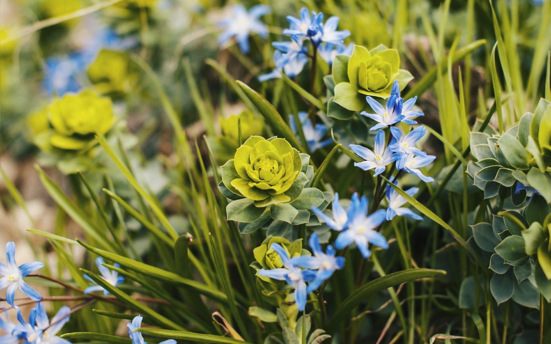 euphorbes - euphorbia myrsinites