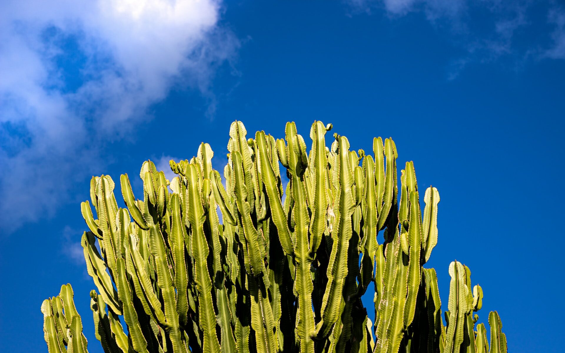 euphorbes - euphorbia trigona