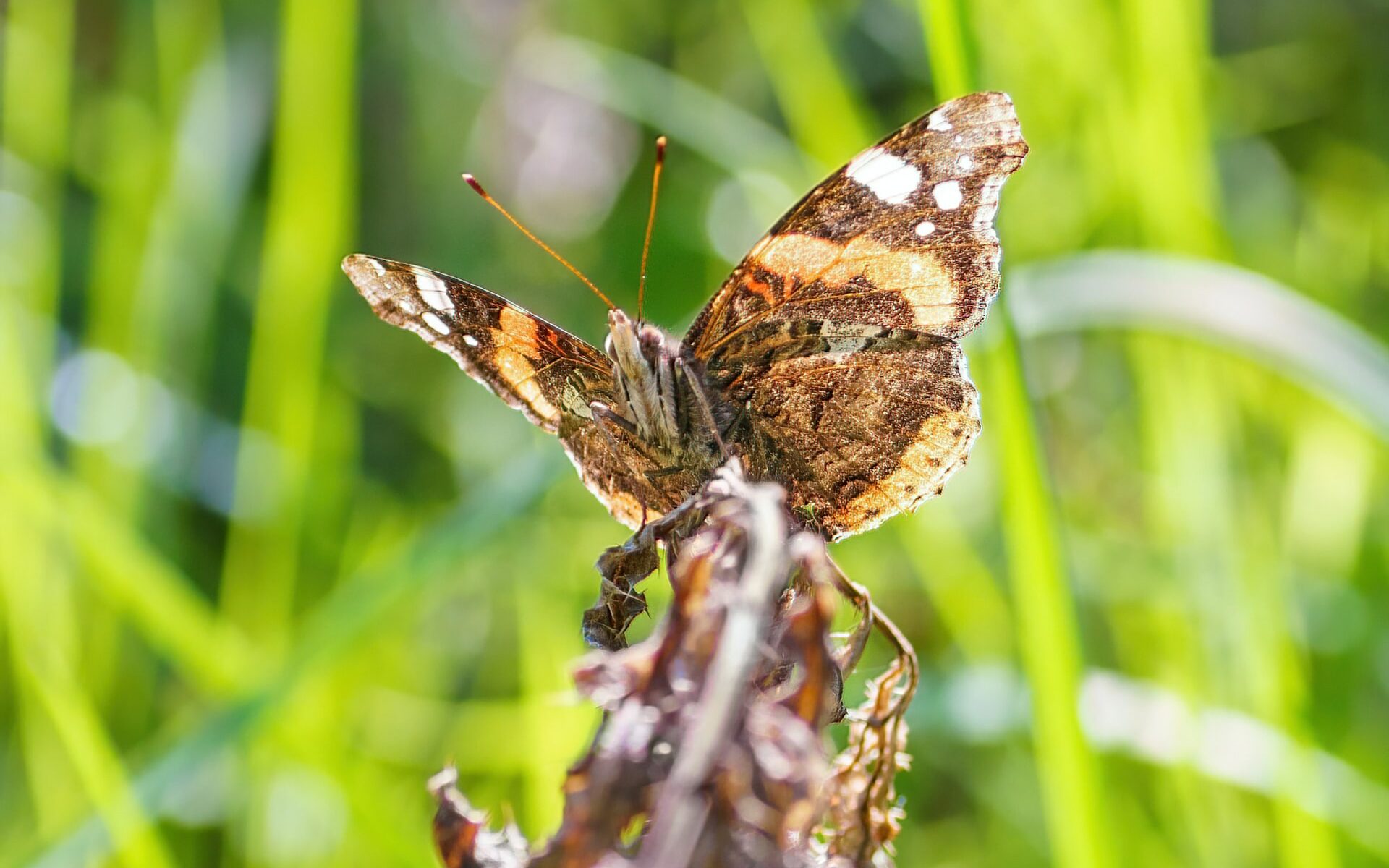 chenille processionnaire du pin forme papillon