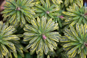 euphorbes - euphorbia characias