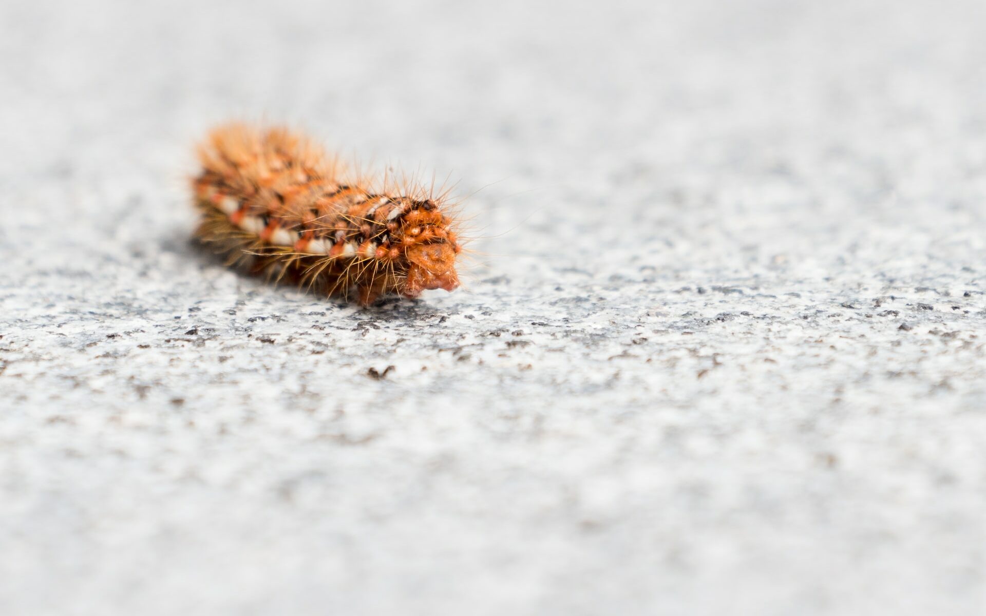 chenille processionnaire du pin seule