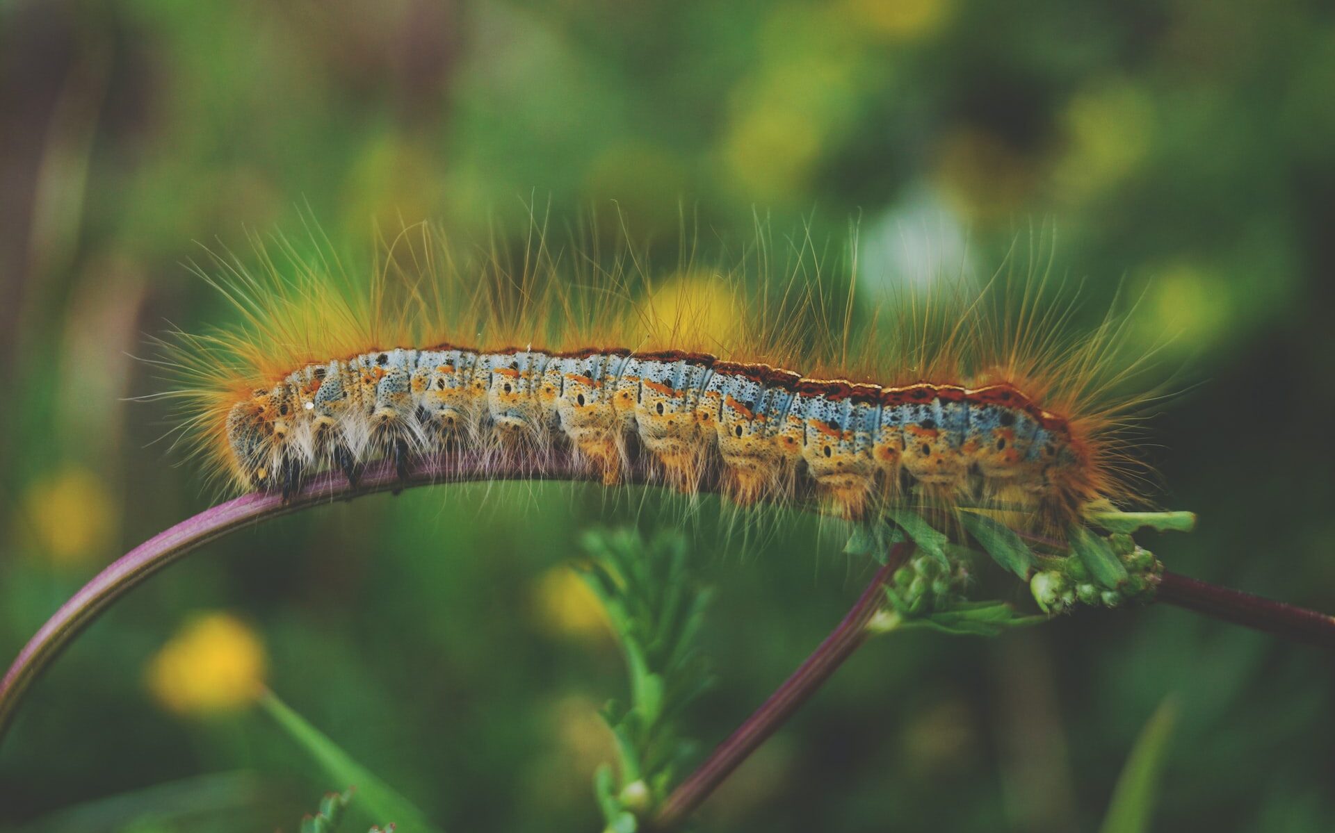 chenille processionnaire du pin sur feuille