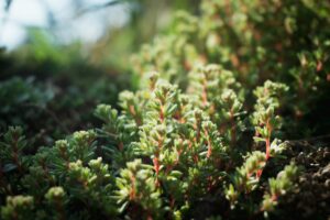 plantes couvre-sols - Sedum