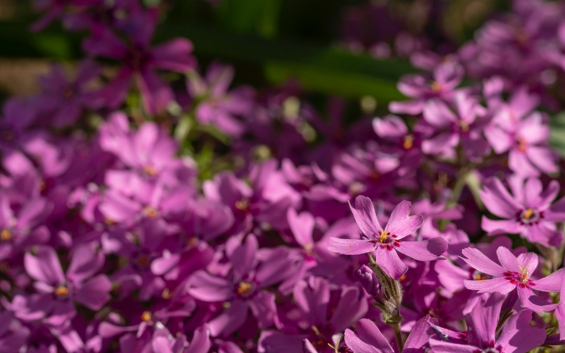 plantes couvre-sols - phlox