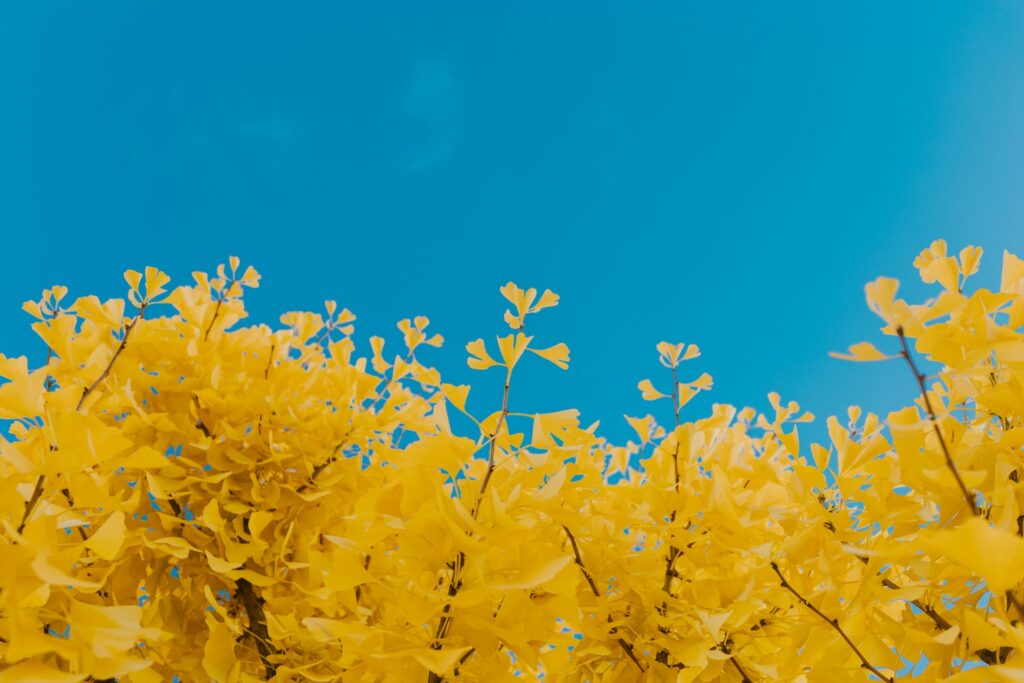 Le langage des fleurs ginkgo biloba