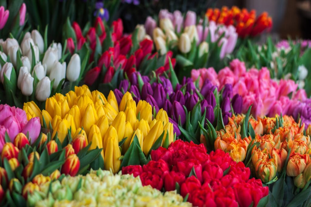 Le langage des fleurs tulipes