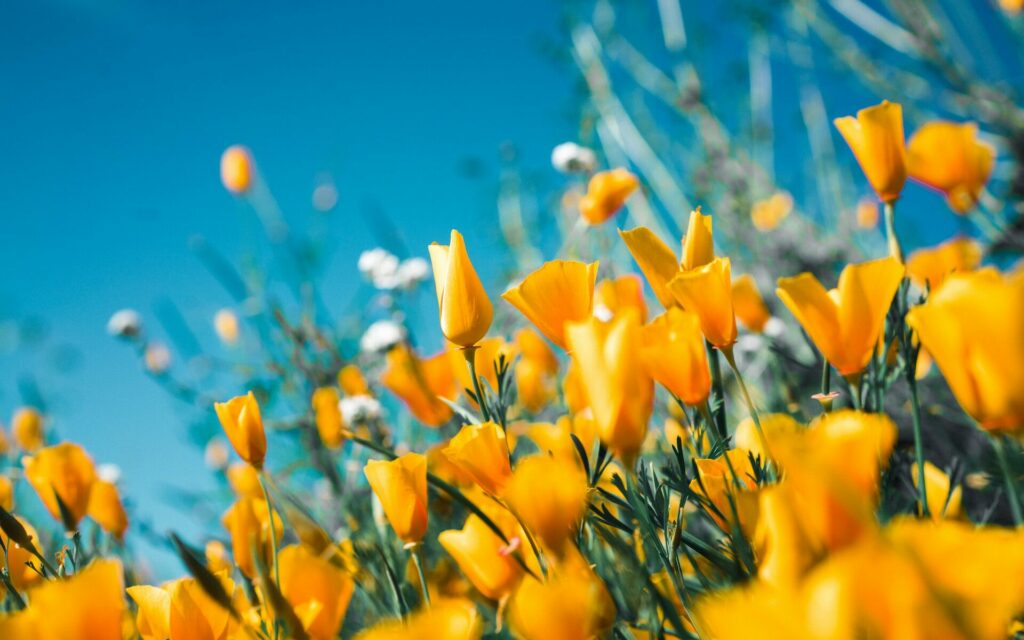 Le langage des fleurs jaunes