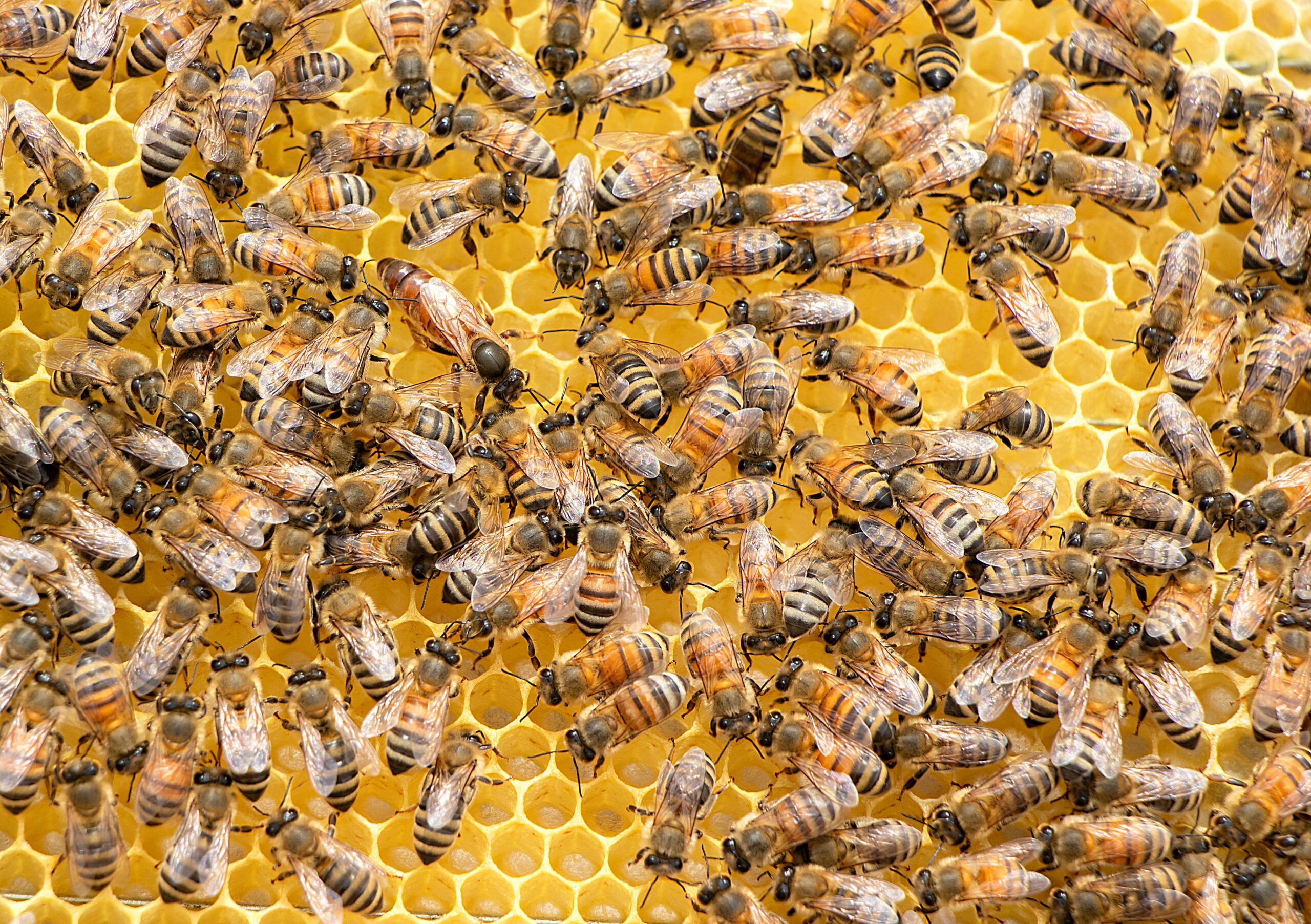 la semaine des fleurs pour les abeilles