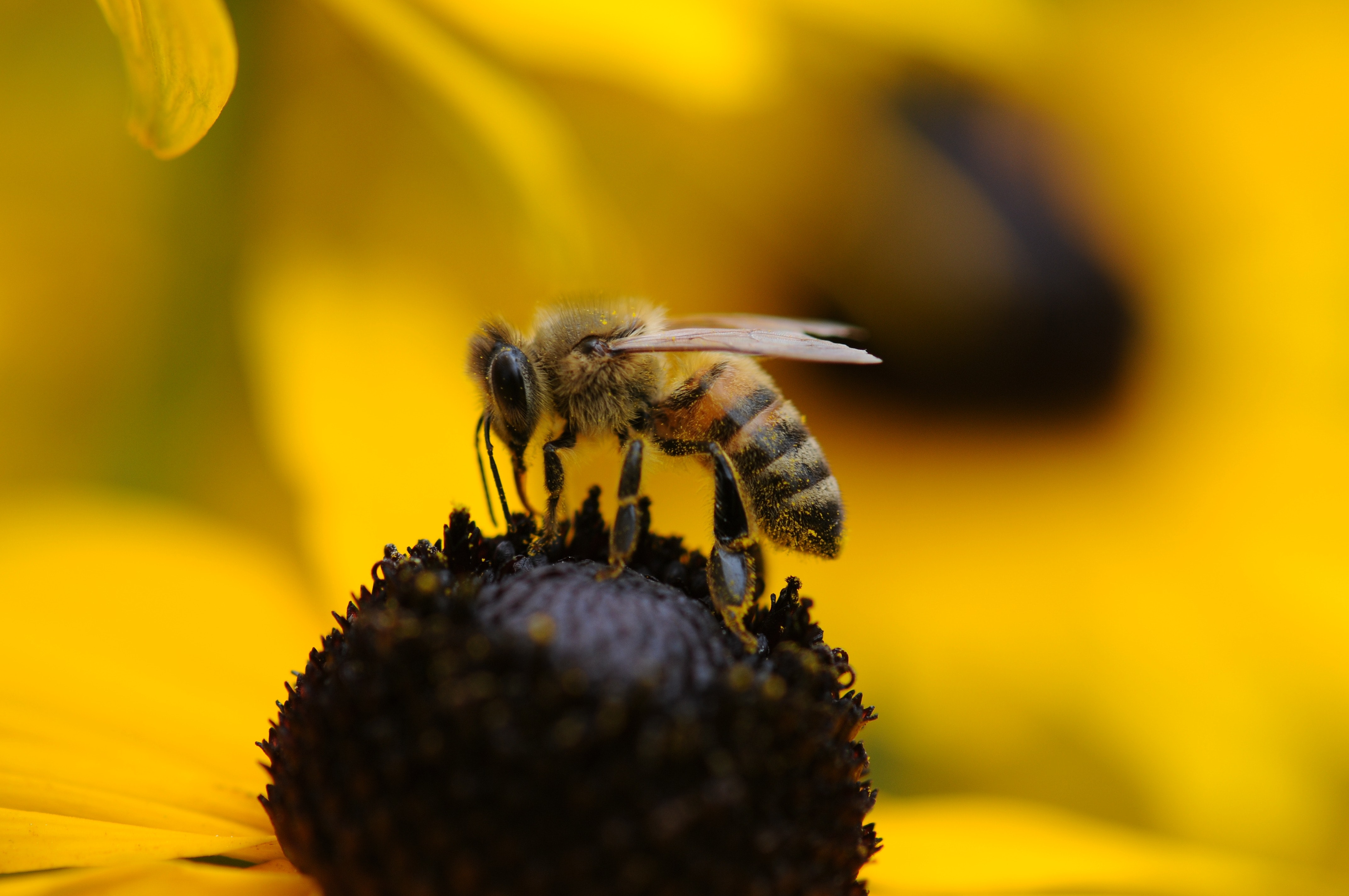 la semaine des fleurs pour les abeilles