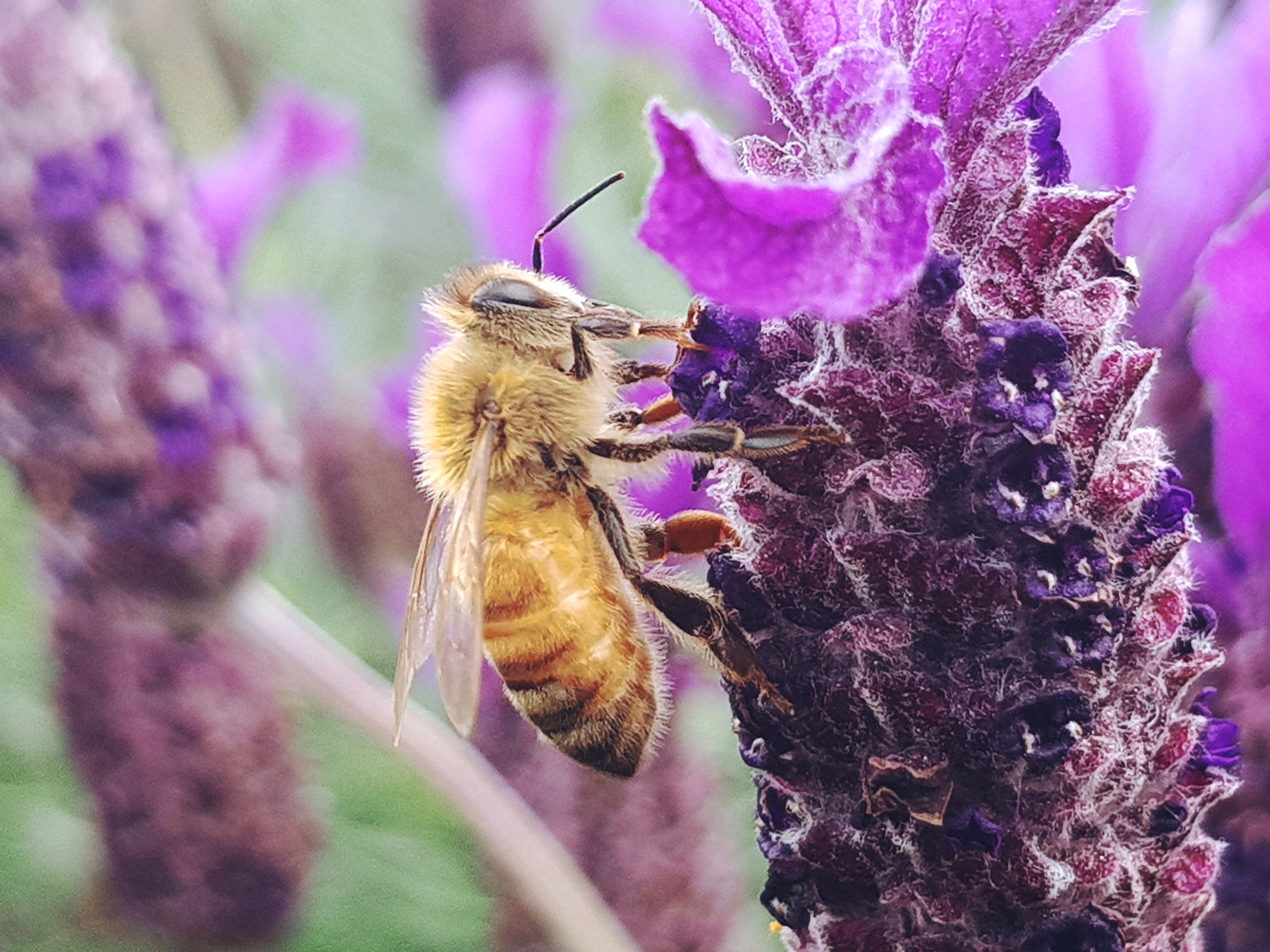 la semaine des fleurs pour les abeilles