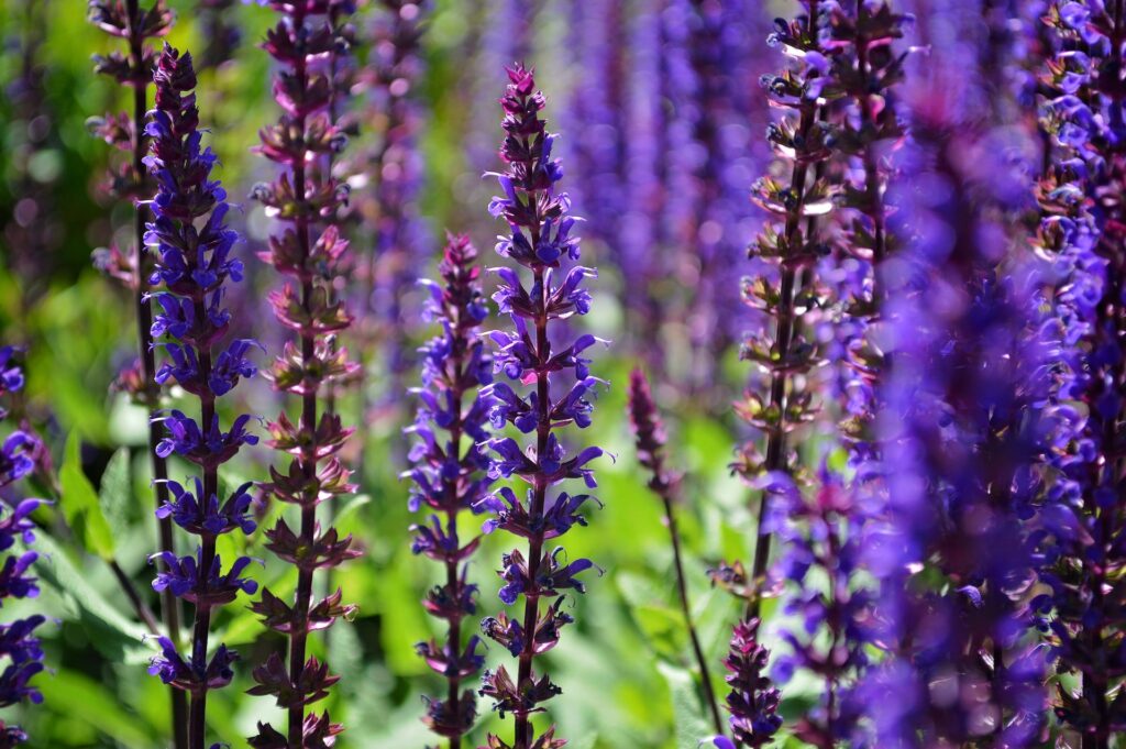 sauges salvia sauge des forets