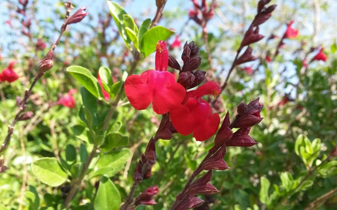 sauges salvia sauge rouge