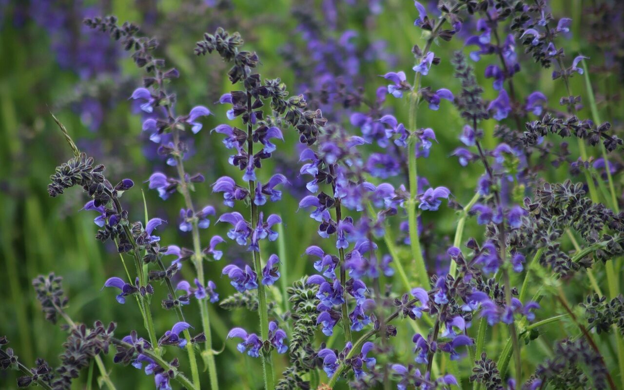 sauges salvia sauge bleue