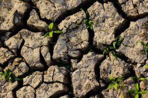 sécheresse gestion de l'eau jardins