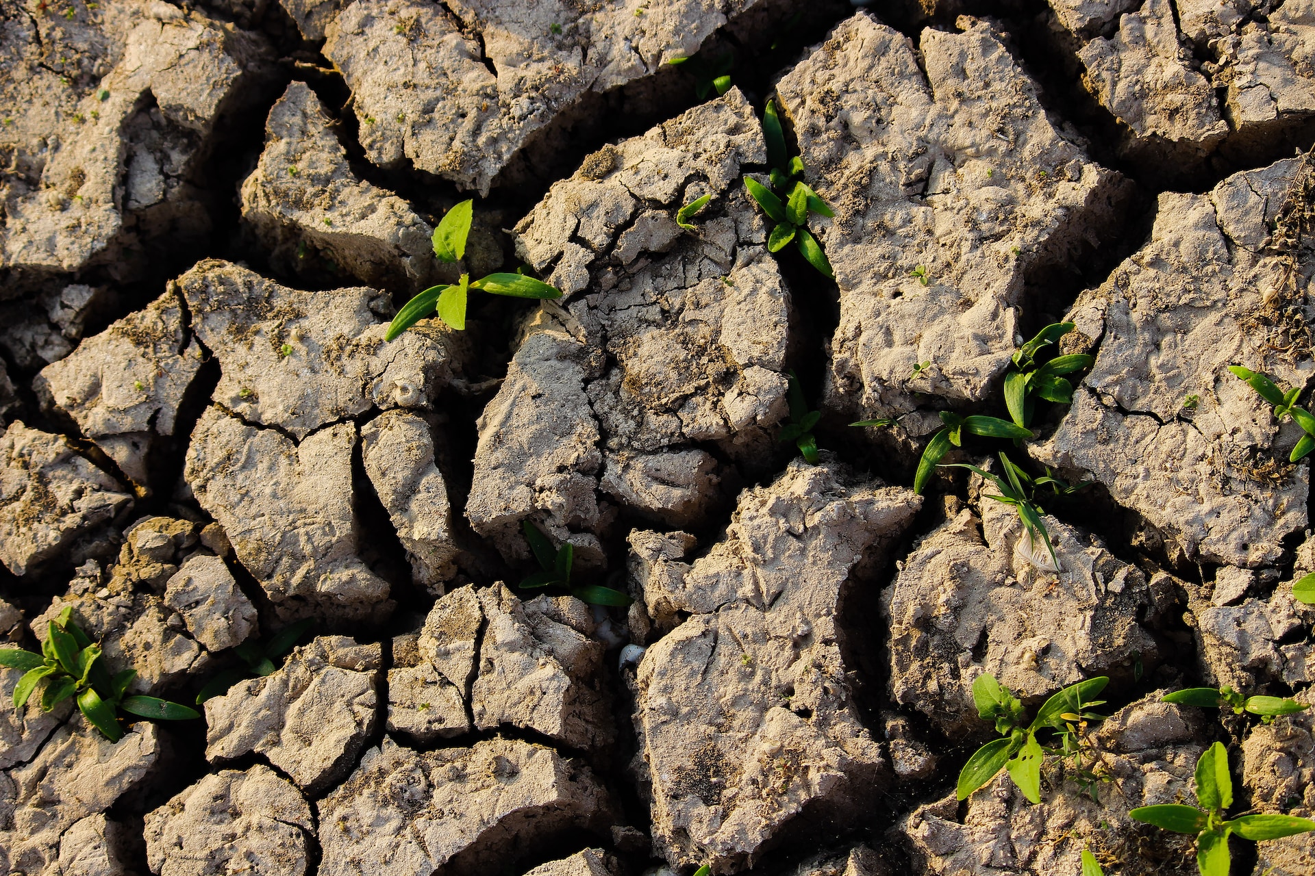 Sécheresse/Gestion de l'eau et jardins - 5 choses à savoir