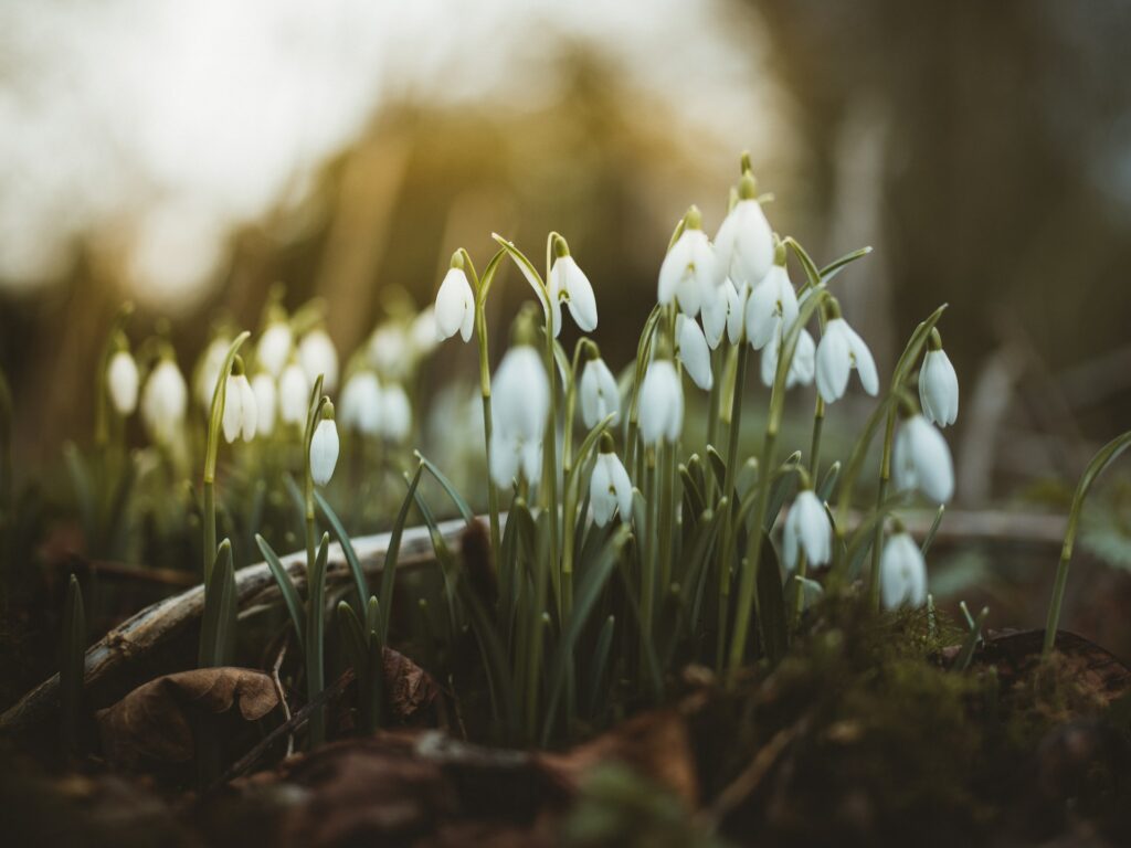 bulbes d'automne perce neige