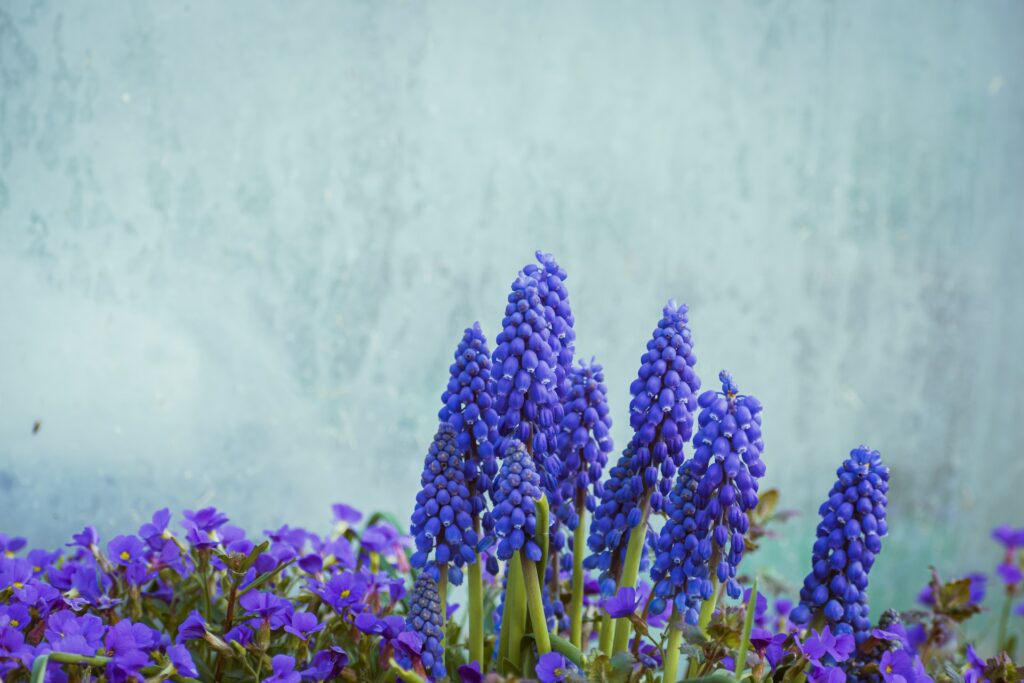 bulbes d'automne muscari