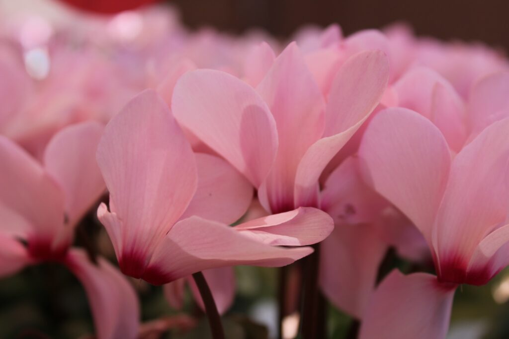 bulbes d'automne cyclamen