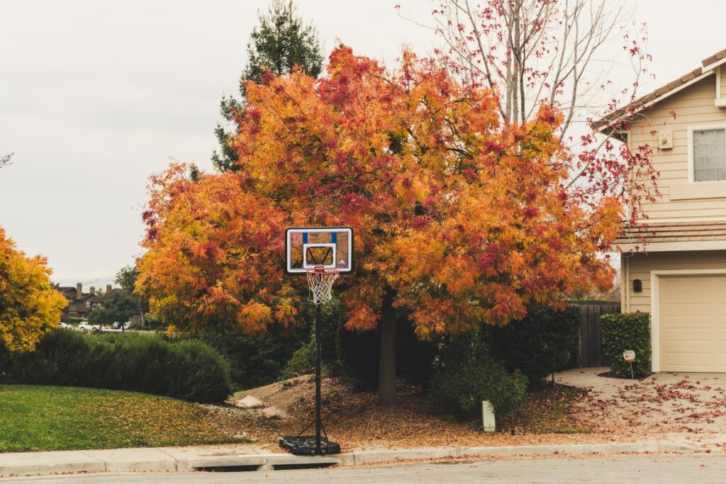 jardin automne érable