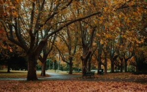 jardin automne arbre feuilles