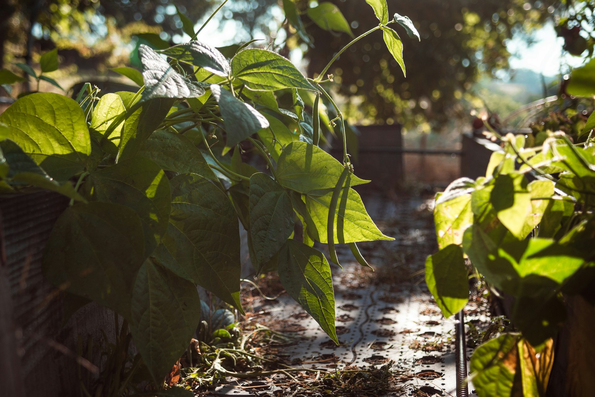 le jardin en été - potager